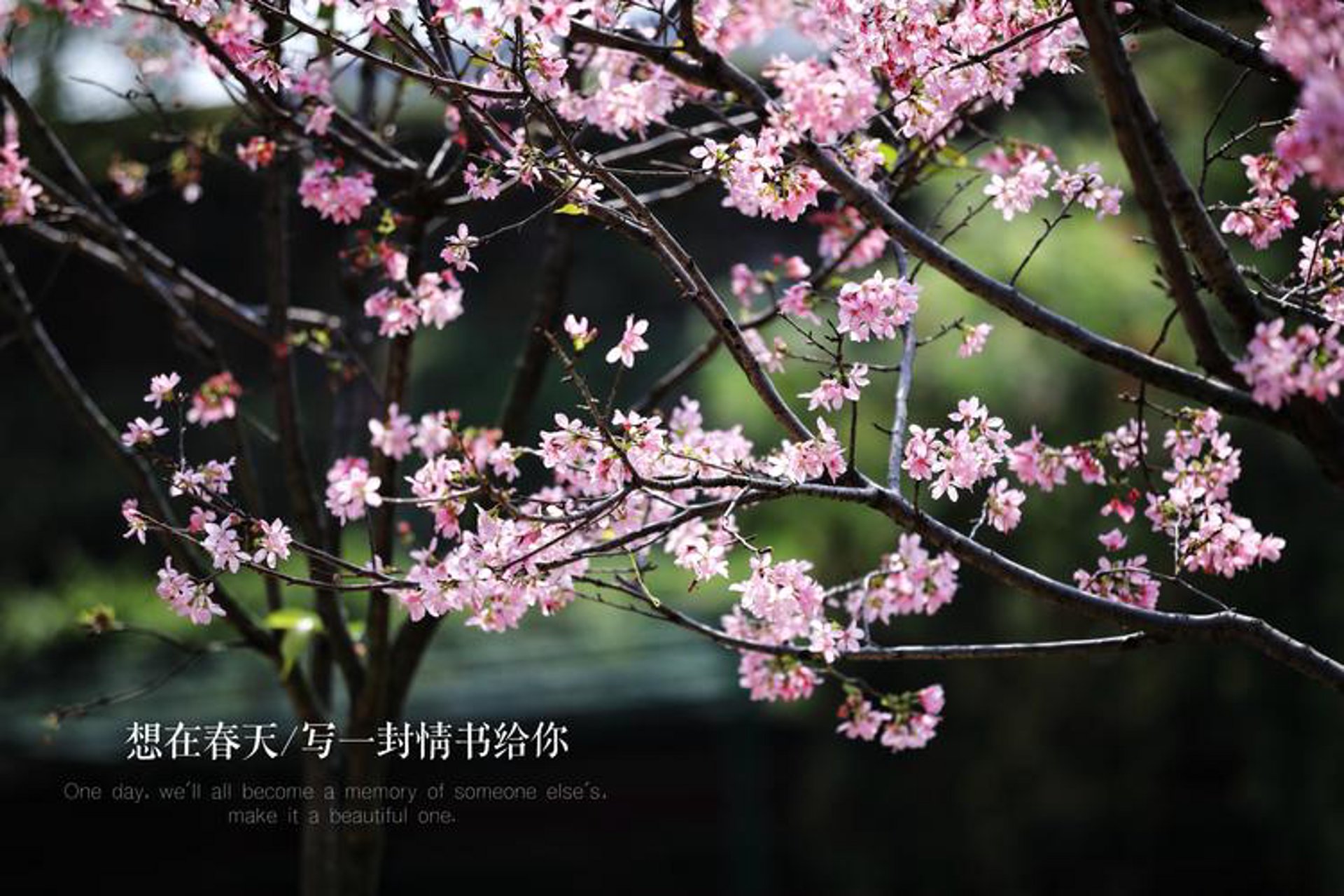 网订鲜花：如何避开陷阱享受美好
